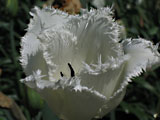 тюльпан белый бахромчатый