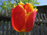 тюльпан красно-желтый бахромчатый