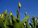 тюльпаны: в ожидании цветения