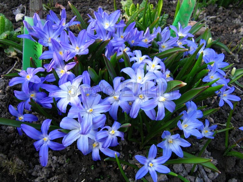 Первоцветы фото с названиями садовые многолетние с названиями луковичные