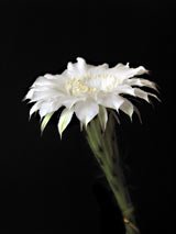 Цветок эхинопсиса